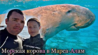 Поиск Морской Коровы Дюгонь в Марса Алам/Египет бухта Марса Мубарак