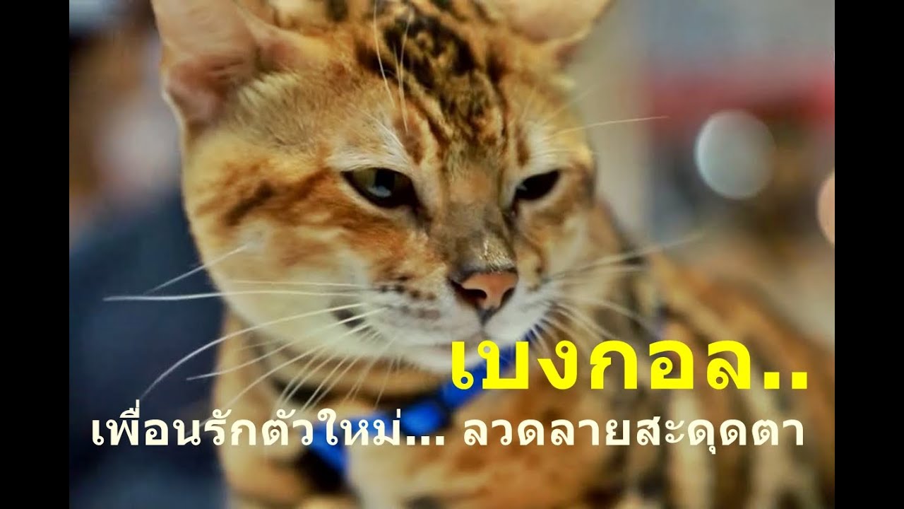 แมวเบงกอล เพื่อนรักตัวใหม่ ลวดลายสะดุดตา : 6 มิ.ย. 65 - Youtube