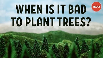 Does planting trees actually cool the planet? - Carolyn Beans