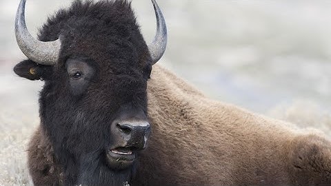 Bison: The American Wilderness Giants