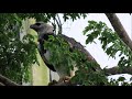 SORPRENDENTE. AVISTAN ÁGUILA HARPÍA EN PLENA CIUDAD DE PANAMÁ.