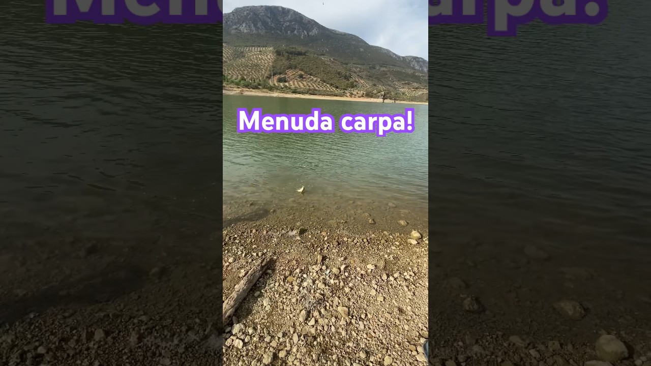 Hoy me toca la carpa más grande de la Mañana! #carpas #pesca #pantanos