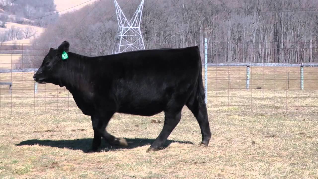 Cherry Knoll 1473 YouTube