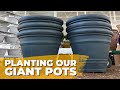 We planted our giant pots