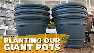 We Planted Our Giant Pots!