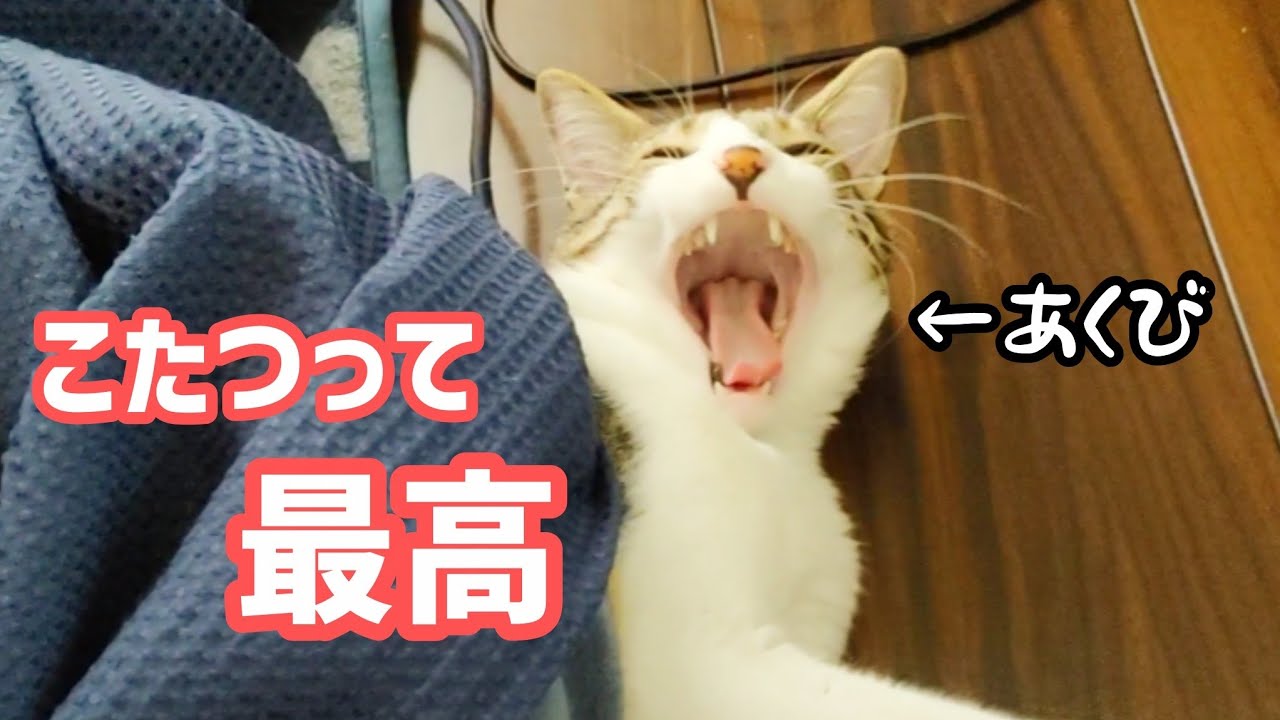 初めてのこたつ🐱こたつに入ったらこうなりました🍊