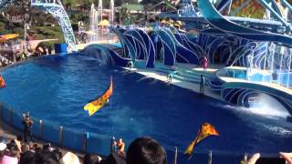 Show dos golfinhos final - Sea World