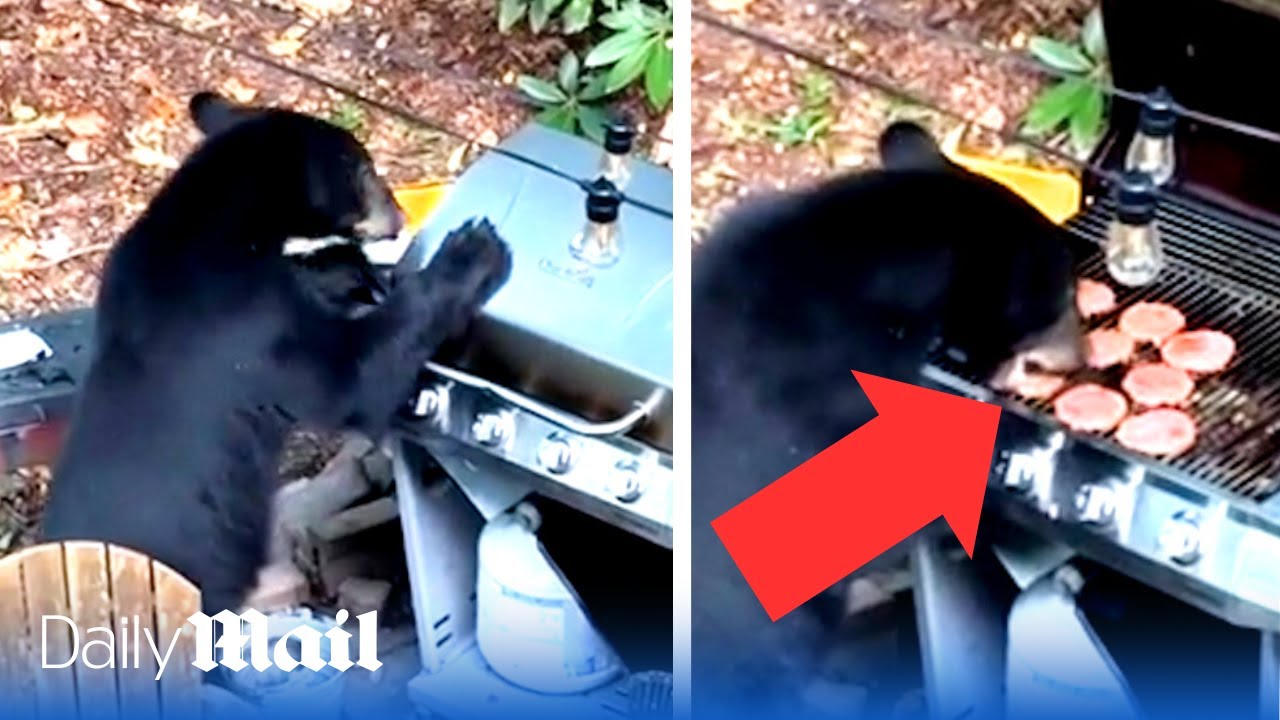 Black bear opens a BBQ and devours all the burgers at campsite