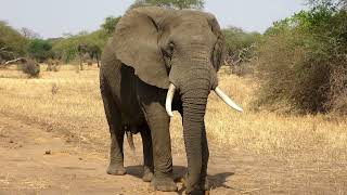 Angry Elephant Sound | Elephant Angry Sound | Yeskay Studio