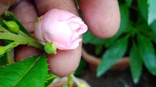 : how to grow Rose plant form cuttings. rose stem cutting Rose cutting idea !