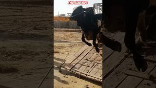 Dangerous Cow🥵Unloading Uff Rocket North Karachi❤️😍#syedasadvlog #2026 #cattlelover #shoq #shoqeen