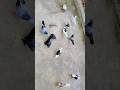#pigeon #shortsvideo