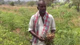 Groundnut cultivation, spraying boron, கடலை சாகுபடியில் போரான் தெளித்தல்