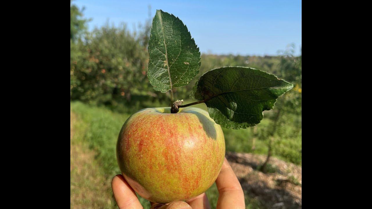 Ignatius Farm's Community Orchard Collective 2024
