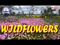 The wildflowers of Western Australia