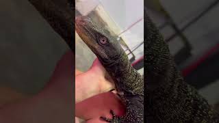 When Crocodile Monitors Don’t Attack!