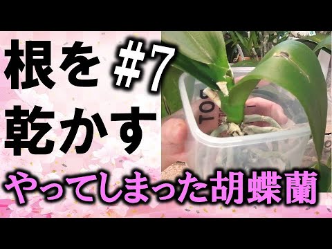 やってしまった胡蝶蘭 7 根を乾かす段階 Youtube