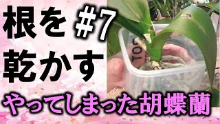 やってしまった胡蝶蘭 7 根を乾かす段階 Youtube