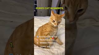 Funny cat moments Pt 1