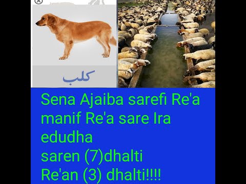 Sena Ajaiba Fakenya Sarefi Re A 