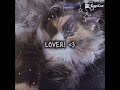 Hey Hey Hey lover, I love you just the way u are 💖 #cat #cute #edit #kitty #bunnybebe1
