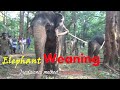 SAKREBYLU ELEPHANT WEANING-TRADITINAL METHOD