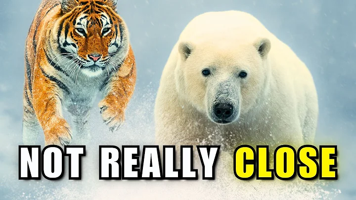 Siberian Tiger vs Polar Bear | Brutally One-Sided