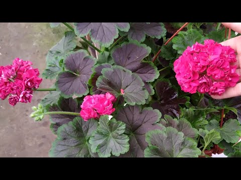 Video: Erkakdagi geranium pechak: pechak barglari geranium o'simliklarini qanday etishtirish kerak