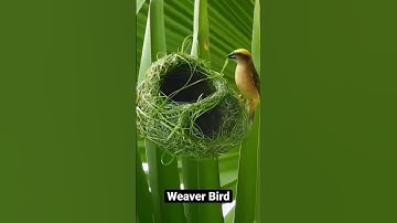 Weaver bird making home!