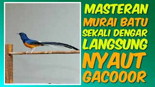 PANCINGAN PAGI HARI❗️🔥  Masteran Full isian Murai Batu Mewah! Pemula Wajib COBA!!!