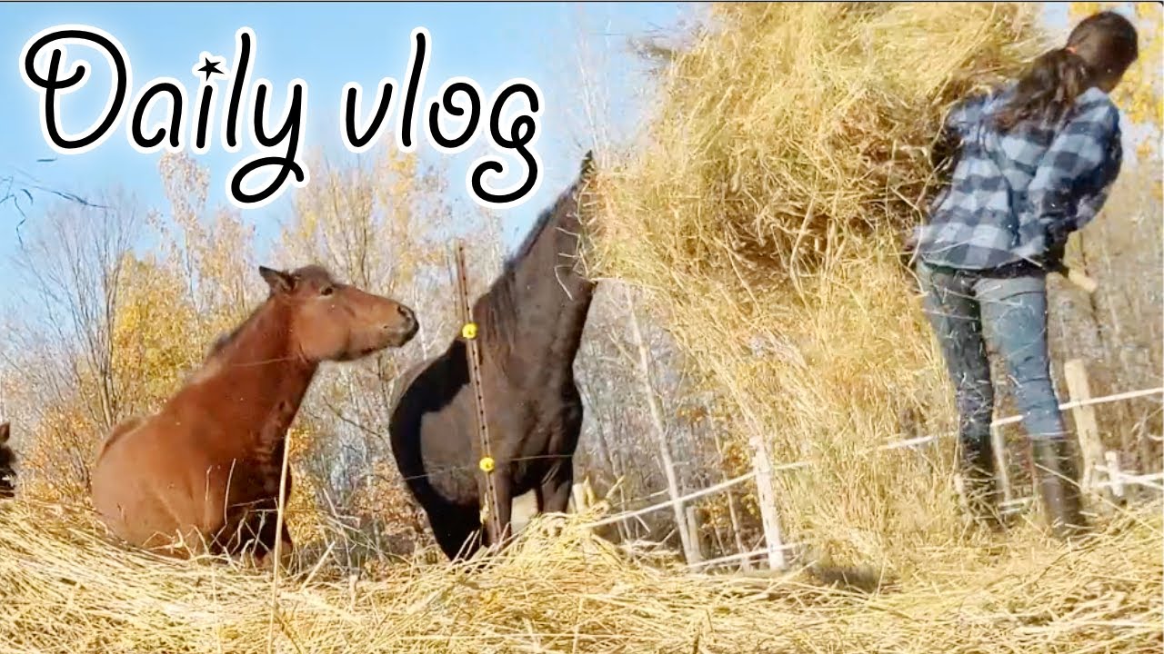 Morning Farm Chores, Horse Rides and Arena Work equestrian vlog YouTube