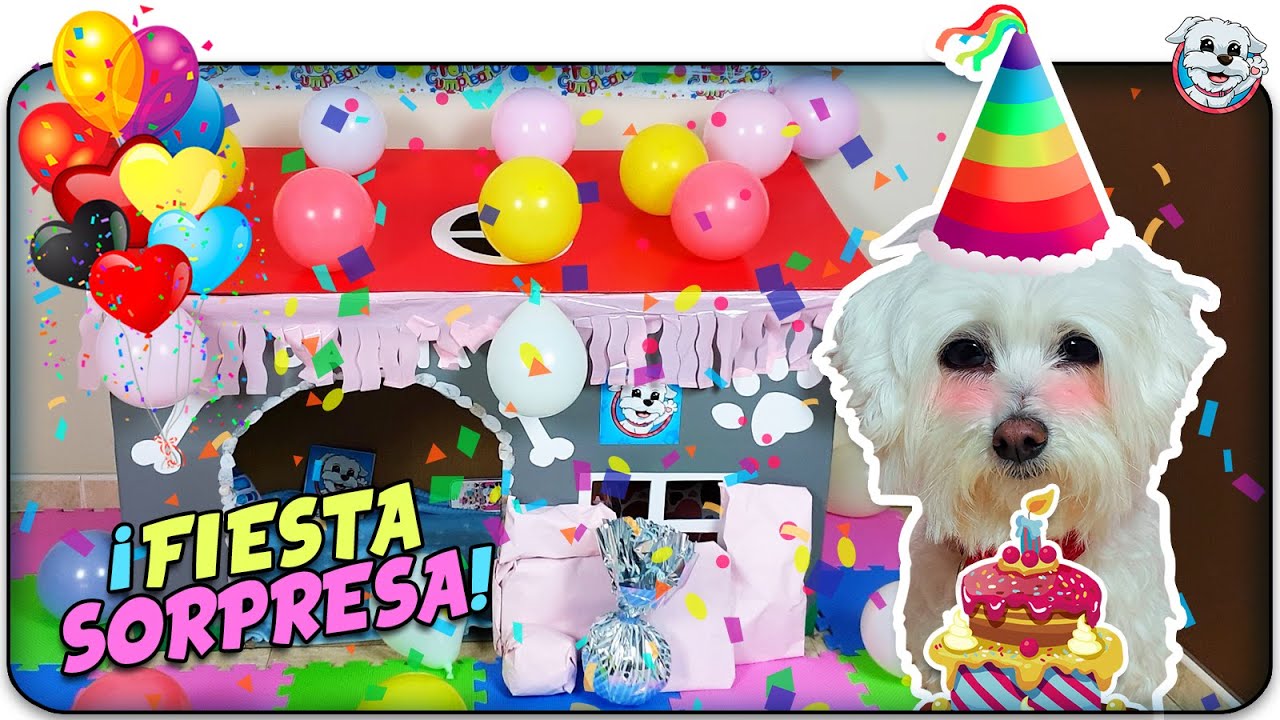 Leche Conmemorativo Espolvorear FIESTA SORPRESA de CUMPLEAÑOS de MI PERRO! 🎂🎉Anima Dogs - YouTube