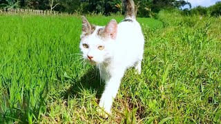 😸🐱CAT CUTE - PLAY WITH CAT -BILLI KARTI MEOW MEOW- kittens cats funniest - Animal Funny- VS 010