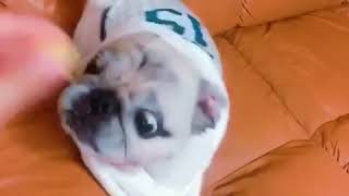 【パグ】手ぬぐいマン