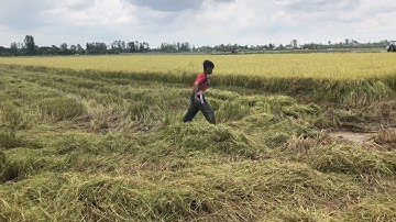 Thu hoạch lúa miền tây & bắt chuột đồng