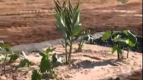 Como fazer um jardim filtrante?