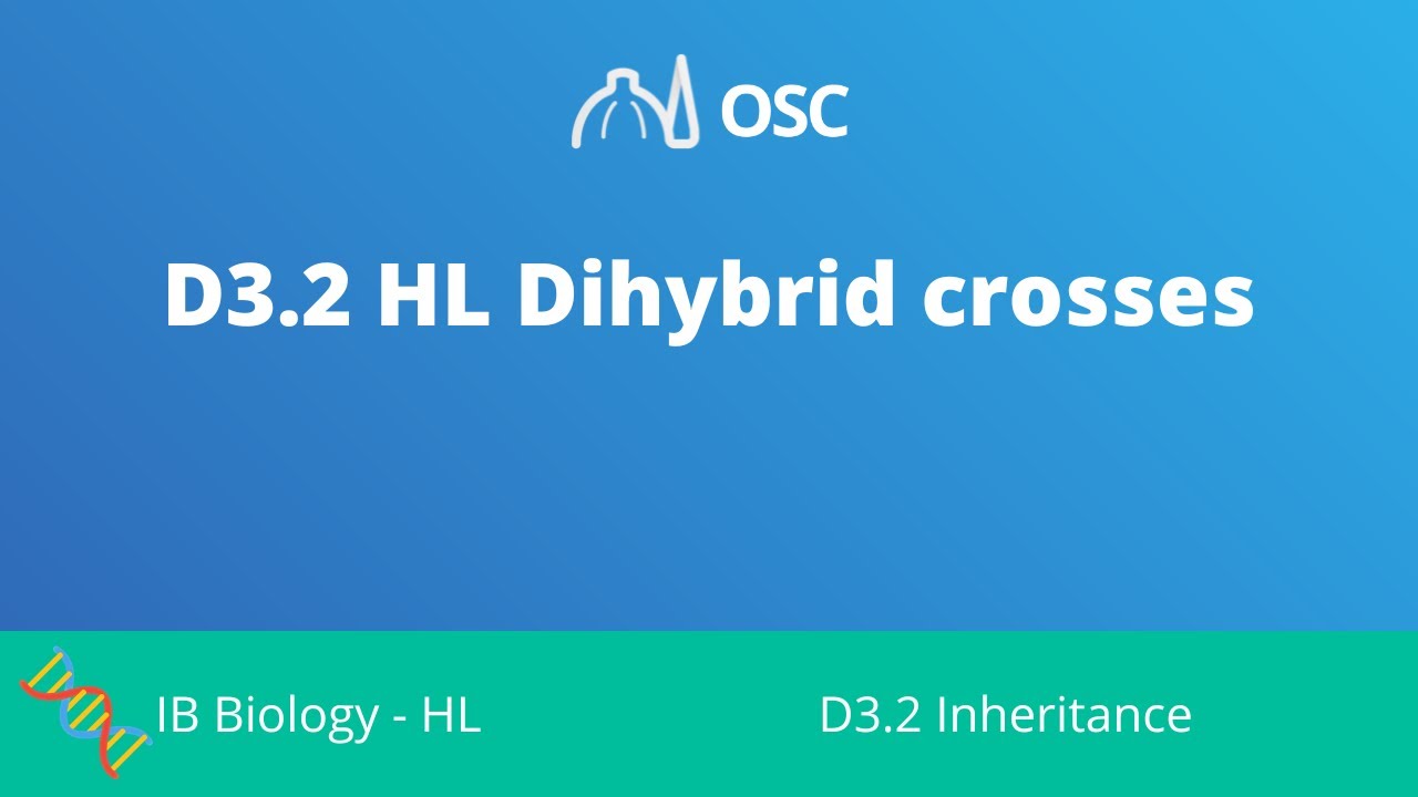 ⁣D3.2 HL Dihybrid Crosses [IB Biology HL]