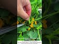 Farmer Prunes Peanut Plants with Scissors – Boosting Pod Production 🥜✂️