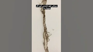 سمپاشی فوق تخصصی ایمن کار با 34سال تجربه سمپاشی موریانه مورچه سوسک موش و 