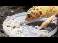 FEEDING TIME FOR THE GECKOS!