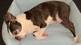 Sleepless Boston Terrier Episode 105