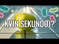 Kio pri la kvinsekunda regulo?