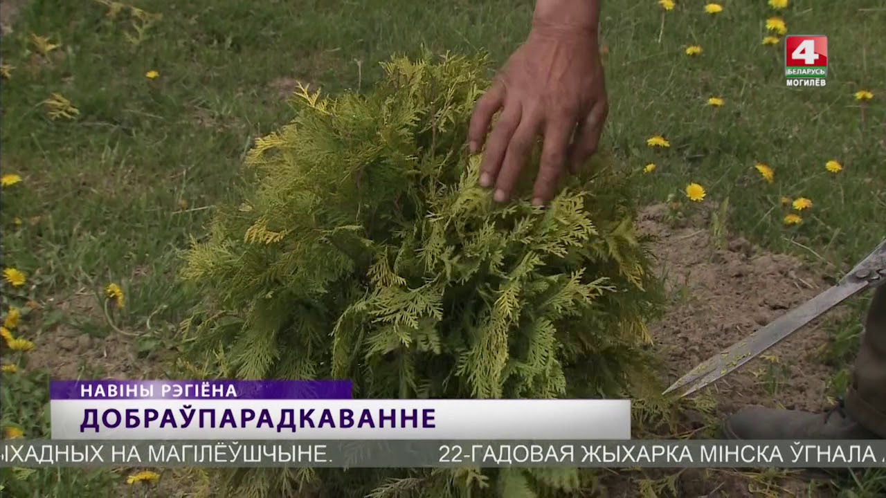 Дэу 76 быхов