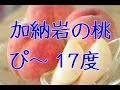 加納岩桃ぴー通販 恋するセブンティーン糖度17度以上販売！お中元桃ギフトお取り寄せに山梨県加納岩中央共選所 Kanoiwamomo Japanese Peach