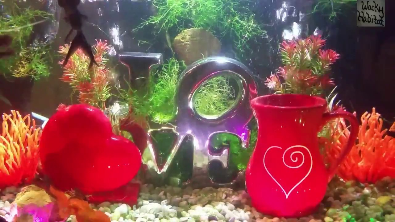 Goldfish Aquarium "Valentine's Day" YouTube
