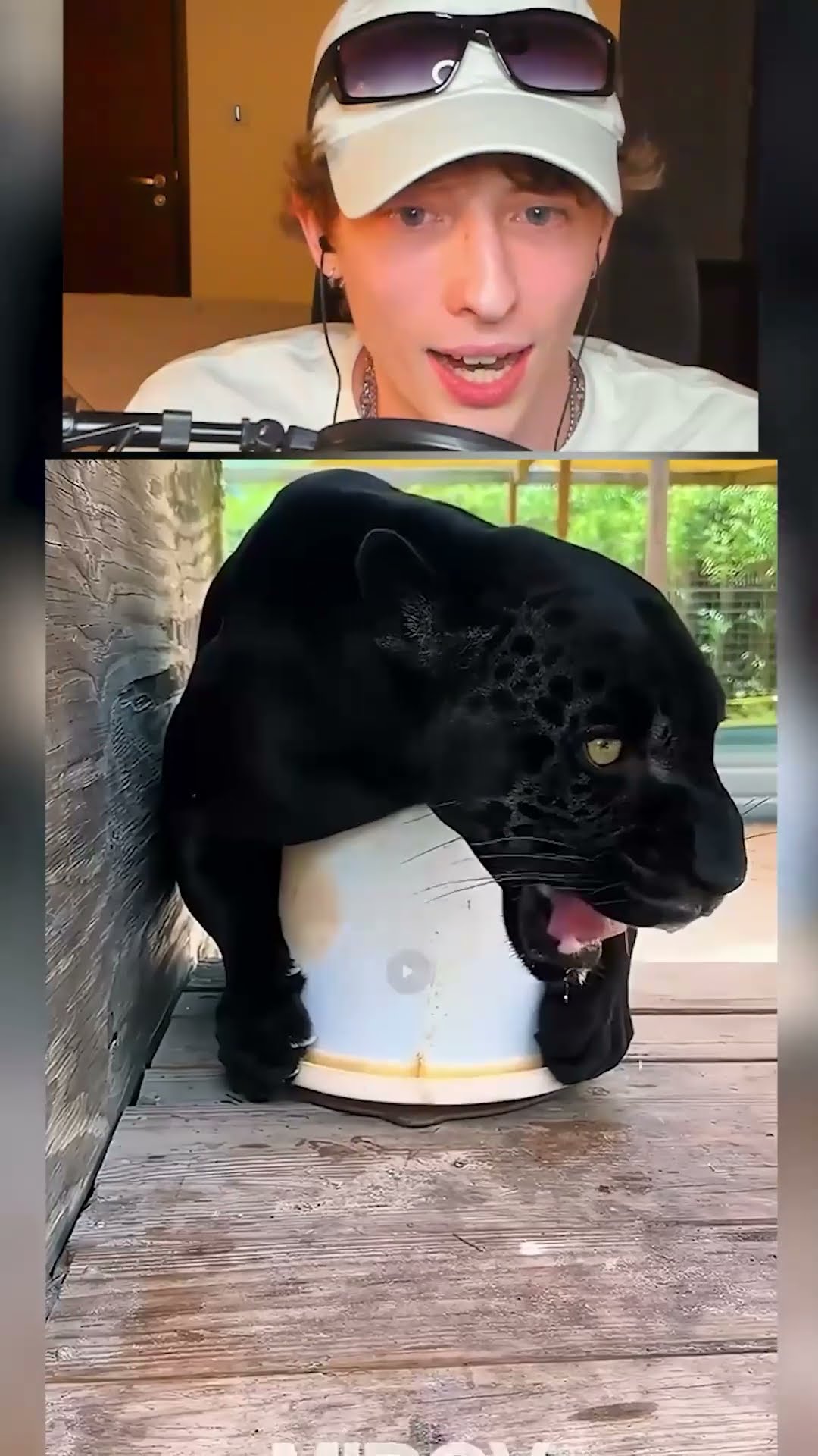 EL PODER de la transformacion ANIMALES ?