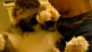 Maine Coon and the hair dryer by Mark4799 554 views 12 years ago 44 seconds