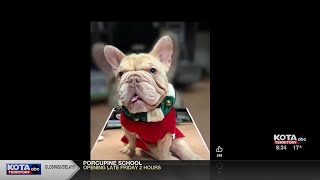 Coconut the dog gets new wheels