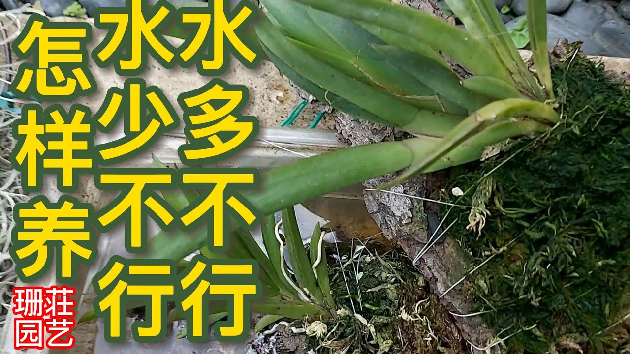 082剑叶文心怎样是见干见湿 喜水不耐水该怎样养