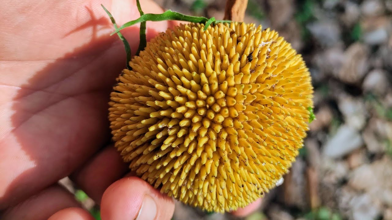 Artocarpus rigidus - prematurely shed fruits - YouTube